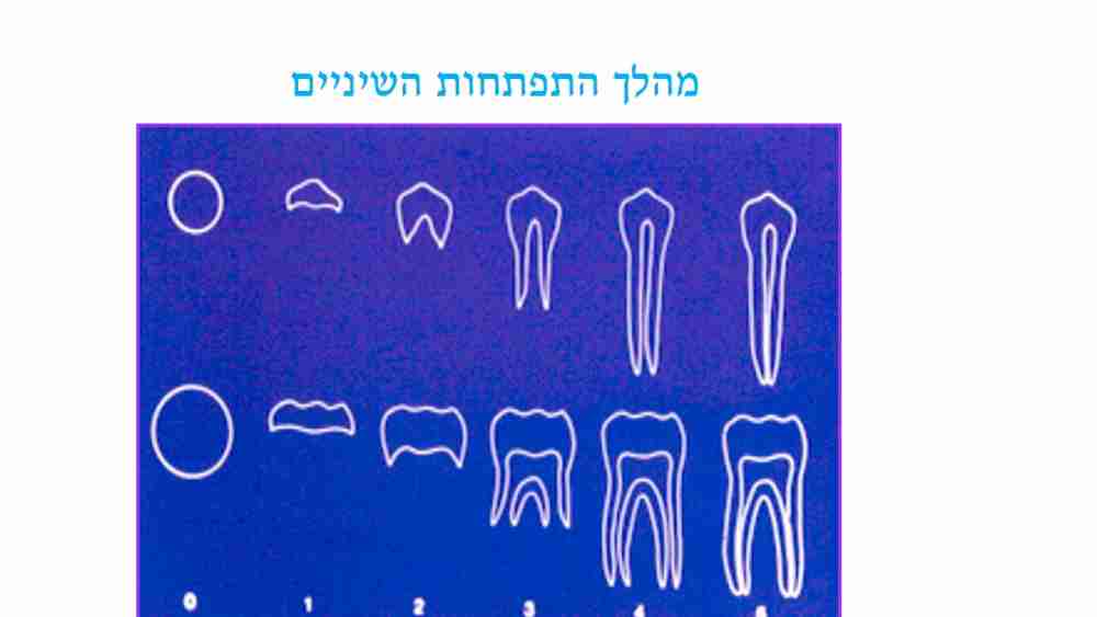 טיפול שיניים בתינוקות - דר מלכה אשכנזי